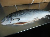 Salmon Fish , Atlantic whole Salmon , Norway Salmon