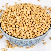 NON-GMO Soya Beans/certified organic soybeans