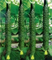 https://es.tradekey.com/product_view/F1-Hybrid-Cucumber-Seeds-Sxc-No-1-9378664.html