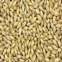 Barley Grain