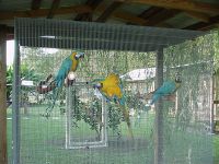 100% fertile Parrot Eggs and birds for sale