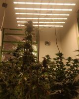 New design Samsung chips Spider fluence Full spectrum 500W LED Grow Bar for Medical Seeding plant