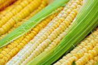 Top Selling Non GMO Yellow Maize/Corn 