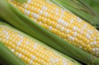 Yellow Corn & White Corn/Maize for Human & Animal Feed FOR SALE 