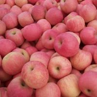 FRESH FUJI APPLES / ROYAL GALA APPLES / GOLDEN APPLES