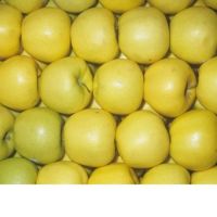 Fresh Apple Fruit Price from China