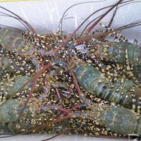 Fresh/Frozen Lobsters available