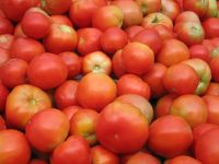 Fresh Tomato