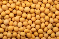 SOYBEANS