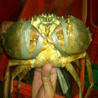 LIVE MUD CRAB (male/female) mud crab -scylla serrata