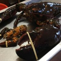 FROZEN LOBSTER / FROZEN LOBSTER TAIL / FRESH LIVE LOBSTER 