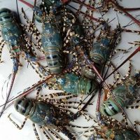 Fresh Quality Pacific Canadian Red Lobsters for sale