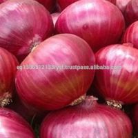 Good Quality Fresh Red Onion for Wholesale