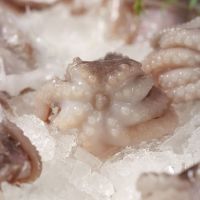 Frozen Baby Octopus/Baby Octopus in Viet Nam- best price