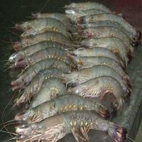 Frozen Black Tiger Shrimp And Vannamei Shrimp for sale