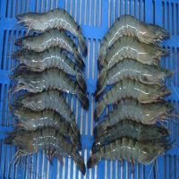 Fresh Frozen Black Tiger Shrimps/ Frozen King Prawns/White Shrimps