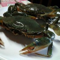 Wholesale Highest Quality Seafood Mud Crab Price, Live Mud Crab For Sale