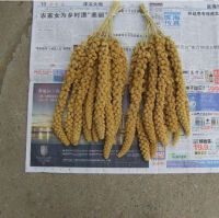 yellow millets spray bird spray millet 