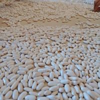 High Quality White Kidney Bean Market Price 