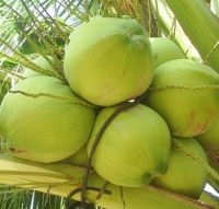 Fresh coconuts, Semi Husk Coconut , Fresh Baby coconuts