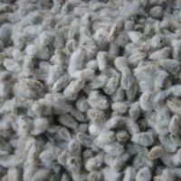 100% Natural Organic Best Cotton Seeds for Wholesale Purchase