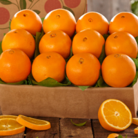 Fresh Citrus Fruits, Valencia Oranges & Lemons high quality