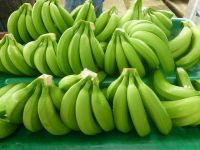 High Quality Fresh Cavendish Banana "Grade 