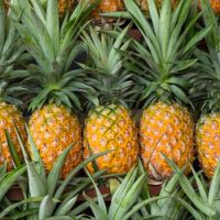 Natural Fresh Juicy Pineapple / High Quality Low Price