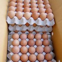 Fertile Hatching Chicken Egg | Fresh Chicken Egg | Ostrich Egg 