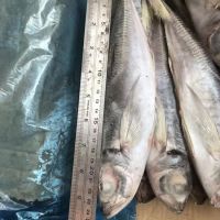 Factory Direct Wholesale Trachurus Japonicus (Best Quality) 