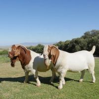 South African live Boer goats 