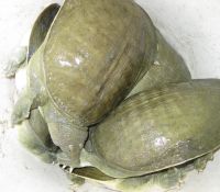 Chinese softshell turtle (Pelodiscus sinensis) 