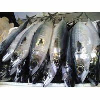 IQF 80-100G Sea Frozen Whole Round Narrow-barred Spanish mackerel 