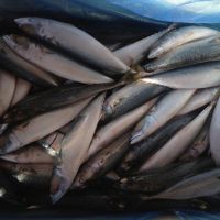 High Quality Argentine hake 