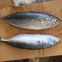 FROZEN INDIAN MACKEREL FROM SOUTH AFRICA WITH HIGH QUALITY 