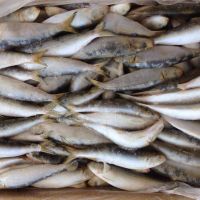 Premium Quality Frozen Pilchard Japanese