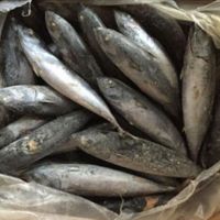 100% Frozen Bonito Tuna Fish 300-500G Stock Frozen Bonito Whole Round for sale 