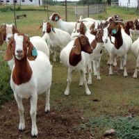 Top Best Quality Prices 100% Full Blood Live Boer Goats