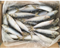 fresh sardine frozen 8 - 10 / KG for sale sardine 