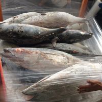 Thunnus alalunga/Frozen Albacore/Longfin Tuna factory 