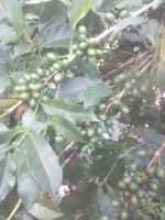 Arabica Green Coffee Beans