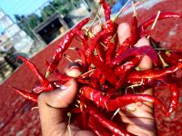 dried red chilli pepper