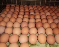 Fresh Table Eggs