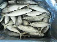 Black Squid, Bullet Tuna, Horse Markerel, Indian Markerel, Black PomPret, Sardine.....etc...