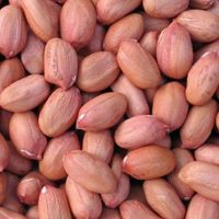 New Crop Good Quality Raw / Blanched Peanuts / Groundnuts for Sale