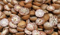 Dried Style and Raw Processing Type betel nuts for sale 