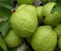 Fresh Guava, Export Premium Grade 