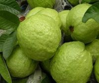 Fresh Guava