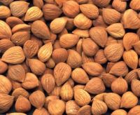 Bulk Bitter Apricot Kernels Almond Nuts 