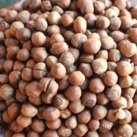 Hazelnuts in shell, nuts in shell, organic nuts 
